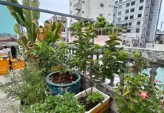 Chính chủ 1 đời cần bán gấp... Bán nhà riêng tại Chợ Quán, Hồ Chí Minh 05