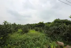 BÁN 1032M ĐẤT GIÁ HƠN 1 TỶ TẠI THUẬN AN GIA LÂM HÀ NỘI... Bán đất tại Thuận An, Hà Nội 02