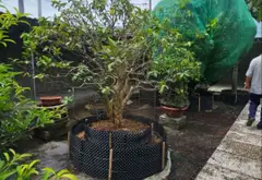 🔥🔥 ĐẤT 1.030M² – THỔ CƯ 825M² – HIẾM CÓ 🔥🔥 ĐƯỜNG PHẠM VĂN SÁNG – XÃ VĨNH LỘC - TP. HCM... Bán nhà riêng tại Vĩnh Lộc, Hồ Chí Minh 07