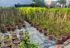 Cơ hội sở hữu đất thổ cư hiếm có tại xã Phụng Công, Văn Giang với giá tốt... Bán owner_side tại Tân Hưng, Hưng Yên 03