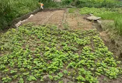 Chính chủ bán 1lô đất đẹp gần hồ tình yêu tại Đại Bái - Gia Bình - Bắc Ninh 91,1m2, sổ đỏ trong ké... Bán đất tại Gia Bình, Bắc Ninh 01