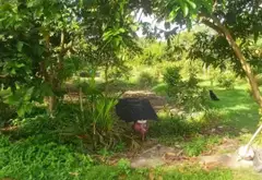 Bán đất 5046m2 hướng nam gần trung tâm xã Vườn Thơm... Bán đất tại Bình Lợi, Hồ Chí Minh 13