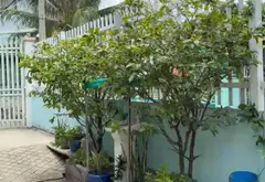 Chủ xác định bán đất 147m² 8x 18,5 (DTCN 147m2) nhà nát cấp 4 Nguyễn Bình Nhà Bè... Bán nhà riêng tại Hiệp Phước, Hồ Chí Minh 04