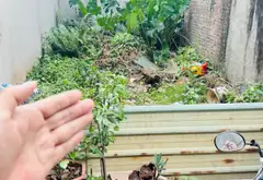 Lô đất vàng giữa trung tâm Long Biên, giá cực kỳ hấp dẫn... Bán đất tại Việt Hưng, Hà Nội 06