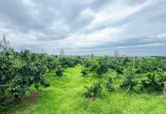 🌺 VƯỜN CÂY ĂN QUẢ SẴN THU HOẠCH, DOANH THU 3 TỶ/NĂM - NHÀ CẤP 4 Ở NGAY - ĐƯỜNG Ô TÔ 7 TẤN VÀO TẬN... Bán đất tại Lục Ngạn, Bắc Ninh 02