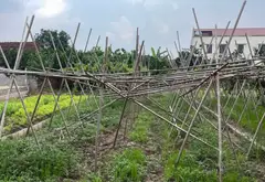 💥HIẾM 💥ĐẤT PHÂN LÔ MẶT TIỀN RỘNG, Ô TÔ NGỦ TRONG ĐẤT - XÃ HOÀN LONG- TỈNH HƯNG YÊN 💥💥💥... Bán đất tại Hoàn Long, Hưng Yên 07