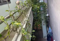 Nhà mặt tiền đường rộng, kinh doanh siêu lợi nhuận tại Tân Sơn Nhì... Bán nhà riêng tại Tân Sơn Nhì, Hồ Chí Minh 04