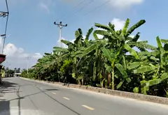 Bán đất nền xã Triệu Việt Vương, Hưng Yên, mặt tiền rộng, ô tô vào tận đất... Bán đất tại Triệu Việt Vương, Hưng Yên 03