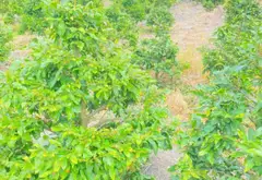 Bán đất mặt tiền kênh tại Bình Chánh, diện tích 1220m2... Bán đất tại Bình Lợi, Hồ Chí Minh 01