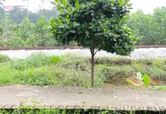 Bán đất vị trí vàng gần Quốc lộ 3, diện tích 112m2, pháp lý rõ ràng... Bán đất tại Trung Giã, Hà Nội 05