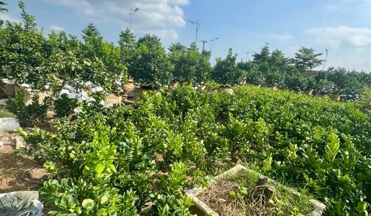 ĐẤT ĐÂU GIÁ- Ô TÔ TRÁNH KINH DOANH ĐỈNH - GẦN CHỢ - GẦN TRƯỜNG HỌC - GẦN TRẠM Y TẾ- NGAY KHU ĐÔ TH... Bán đất tại Văn Giang, Hưng Yên 01