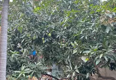 Bán nhà mặt phố QL1A, mặt tiền lớn 20m, tại Quận 12, giá 120 tỷ... Bán nhà mặt phố tại An Phú Đông, Hồ Chí Minh 06