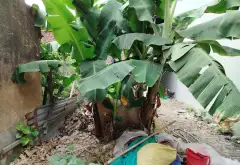 Đất Trung Tâm Thị Trấn Chờ - Cơ Hội Vàng Đáng Sở Hữu Ngay Hôm Nay... Bán đất tại Yên Phong, Bắc Ninh 05