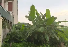 Đất nền rộng rãi tại phường Thiên Hương, Thủy Nguyên, Hải Phòng... Bán đất tại Thiên Hương, Hải Phòng 07