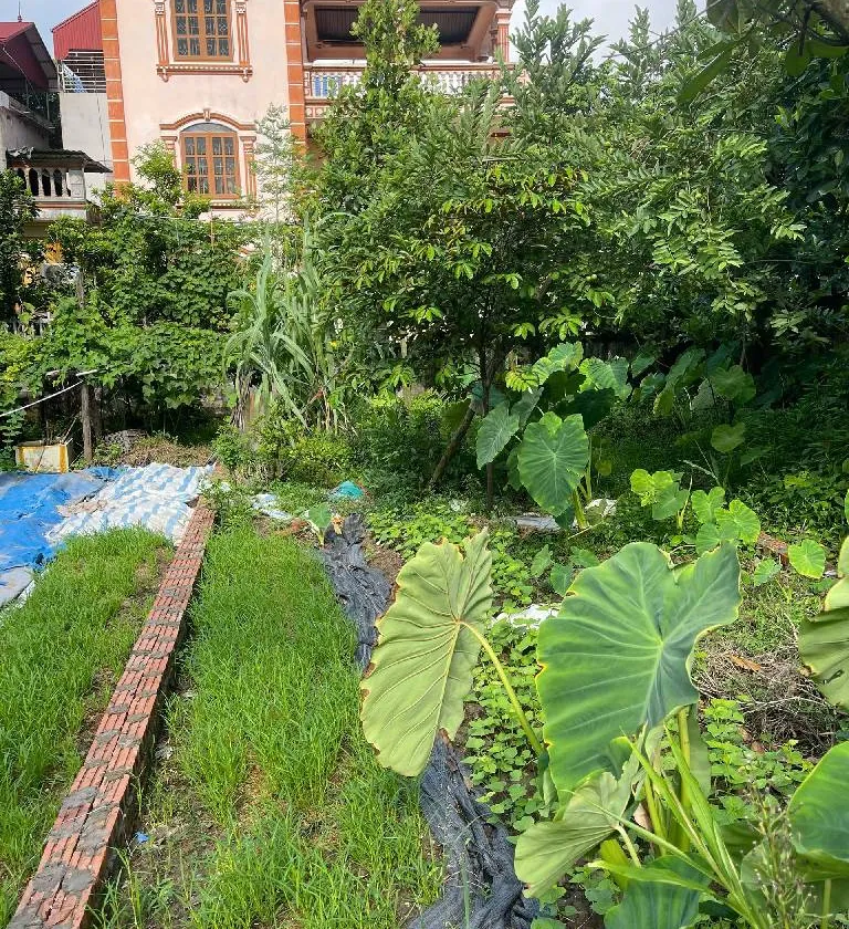 Bán đất trung tâm phường Trí Quả, diện tích 56m², vị trí thuận tiện... Bán đất tại Trí Quả, Bắc Ninh 01