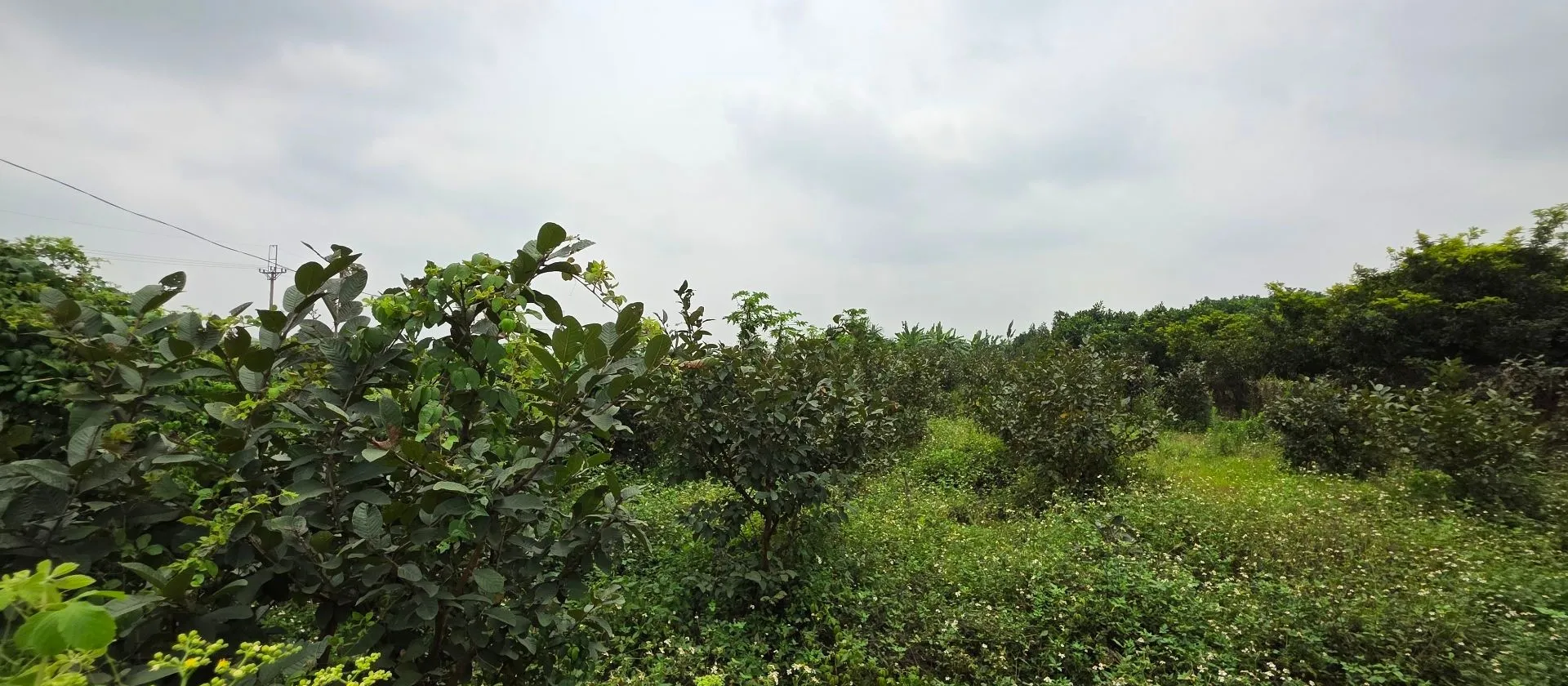 BÁN 1032M ĐẤT GIÁ HƠN 1 TỶ TẠI THUẬN AN GIA LÂM HÀ NỘI... Bán đất tại Thuận An, Hà Nội 01