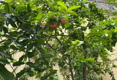 Bán nhà 3 tầng mặt phố Hiệp Bình Phước diện tích 443m2... Bán nhà mặt phố tại Hiệp Bình, Hồ Chí Minh 11