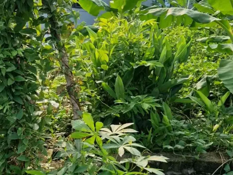 Bán đất vườn rộng tại xã Liên Khê, Thủy Nguyên, Hải Phòng, tiện ích đa năng... Bán đất tại Lưu Kiếm, Hải Phòng 01
