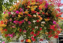 Bán biệt thự liền kề lô góc 3 mặt thoáng tại Hà Đông, diện tích 160 m2, mặt tiền 10 m... Bán biệt thự, liền kề tại An Khánh, Hà Nội 05