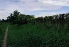 Cơ Hội Vàng Sở Hữu Nhà Mặt Phố Mặt Tiền Rộng Ấp 2 Bình Chánh... Bán nhà mặt phố tại Bình Chánh, Hồ Chí Minh 04