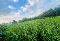 Đất view sông siêu mát - không gian nghỉ dưỡng lý tưởng... Bán đất tại Hiệp Phước, Hồ Chí Minh 06