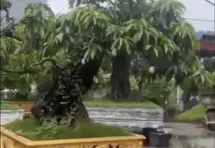 Đất mặt phố rộng tại khu vực trung tâm quận, tiềm năng kinh doanh vượt trội... Bán đất tại Ngô Quyền, Hải Phòng 05