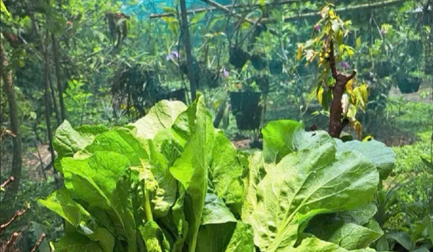 Bán Nhà Vườn Nghỉ Dưỡng Xã Bình Lợi, Bình Chánh, 1833m2, Giá Tốt... Bán nhà mặt phố tại Bình Lợi, Hồ Chí Minh 01