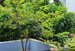 Nhà hẻm Phan Văn Trị – Dấu ấn thời gian, giá tô, 61m2... Bán nhà riêng tại Bình Lợi Trung, Hồ Chí Minh 09