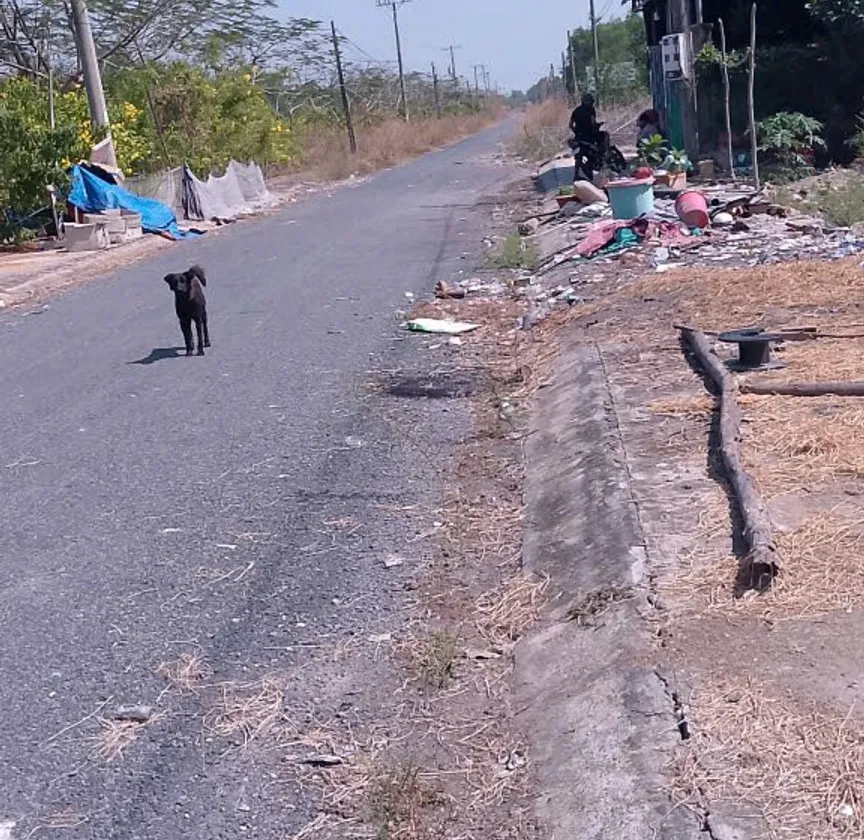 Bán đất 564m2 mặt tiền 10m tại Mỹ Thạnh Tây, Long An giá 3,3 tỷ... Bán đất tại Bình Lợi, Hồ Chí Minh 01