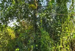 Bán đất 1000m2 khu dân cư xã Bình Lợi, giá 2.3 tỷ thương lượng... Bán đất tại Bình Lợi, Hồ Chí Minh 04