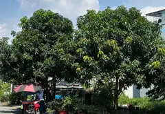 🔥 ĐẤT 2 MẶT TIỀN – KHU DÂN CƯ ĐỒNG BỘ – 99,5M² – NGANG 7M – CHỈ 6,5 TỶ 🔥... Bán đất tại Bình Chánh, Hồ Chí Minh 05