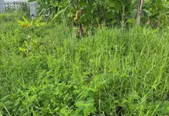 Đất nền rộng rãi, vị trí thuận lợi tại Hoa Động, Thủy Nguyên... Bán đất tại Thiên Hương, Hải Phòng 03