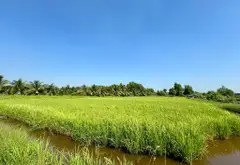Bán đất 2000m2 mặt tiền kênh xã Lê Minh Xuân, Bình Chánh... Bán đất tại Bình Lợi, Hồ Chí Minh 09