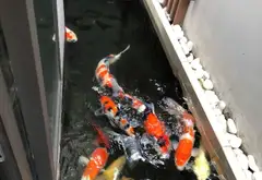 Biệt thự siêu đẹp - nghĩ dưỡng mang phong cách Châu Âu - hồ bơi cá KOI vườn thượng uyển.... Bán nhà mặt phố tại Thủ Đức, Hồ Chí Minh 16