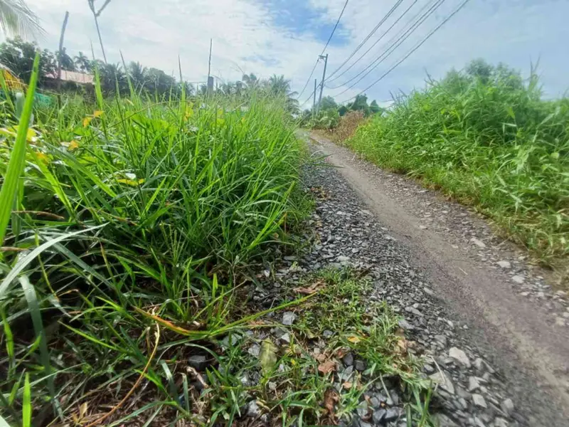 BÁN 1 CÔNG ĐẤT TRỒNG LÚA NƯỚC CÒN LẠI LUK - TRƯƠNG VĂN ĐA - ĐƯỜNG ĐÁ XANH XE BA GÁC TỚI ĐẤT... Bán đất tại Bình Lợi, Hồ Chí Minh 01