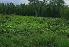 Đất rộng view sông Nguyễn Văn Tạo, tiềm năng đầu tư đỉnh cao... Bán đất tại Hiệp Phước, Hồ Chí Minh 02