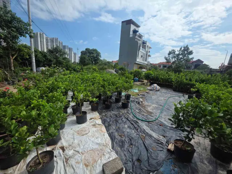 Bán đất lô góc 3 mặt thoáng tại Phụng Công Ecopark... Bán đất tại Phụng Công, Hưng Yên 01