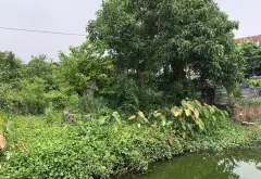 Đất 2 mặt tiền siêu hấp dẫn ngay ngã tư Mễ Sở... Bán đất tại Mễ Sở, Hưng Yên 04