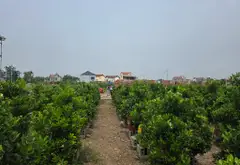 Đất Phân Lô Gần Vành Đai 4 - Khu Phố Sầm Uất xã văn giang... Bán đất tại Tân Hưng, Hưng Yên 04