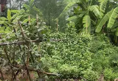 Đất phú liệt- mễ sở -hưng Yên ; DT 70m : 5,5m mặt vuông vắn giá 3,9 tỷ... Bán đất tại Mễ Sở, Hưng Yên 02
