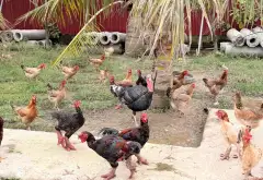 Cơ hội sở hữu nhà mới xây kèm 200m đất sử dụng tại vị trí vàng... Bán nhà riêng tại Tự Lạn, Bắc Ninh 12