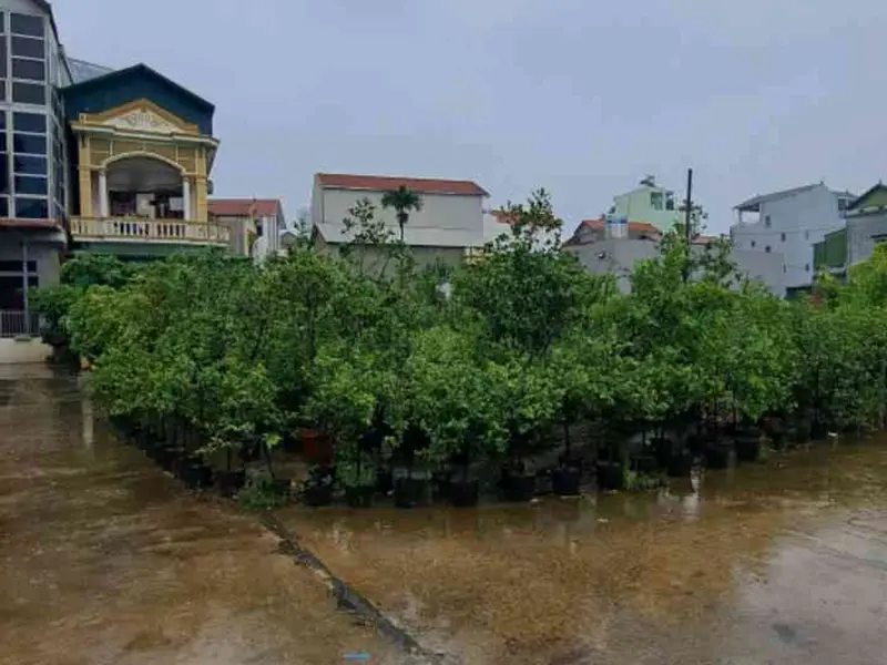 Bán đất thôn Đầu, xã Phụng Công, Văn Giang, Hưng Yên - mặt tiền 6m, đường ô tô 5m... Bán đất tại Phụng Công, Hưng Yên 01