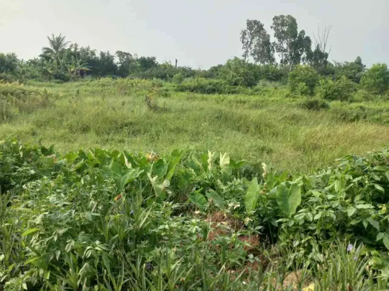 Bán đất nền đẹp An Lão 101m2... Bán đất tại An Lão, Hải Phòng 01