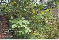 Đất thổ cư trung tâm Sóc Sơn - vị trí đỉnh, đầu tư lời ngay... Bán đất tại Sóc Sơn, Hà Nội 01
