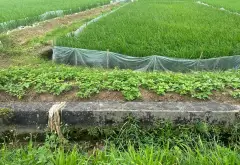 Đất nền tiềm năng tại Thủy Nguyên gần trung tâm Núi Đèo... Bán đất tại Hòa Bình, Hải Phòng 07