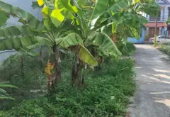 Bán đất thổ cư 159m2 tại thôn Bùng, Nhân Thắng, Gia Bình, Bắc Ninh, lô góc, gần khu công nghiệp... Bán đất tại Gia Bình, Bắc Ninh 05