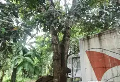 Đất Vườn Lớn Gần Bệnh Viện Nhi Đồng 3 - Cơ Hội Vàng Đầu Tư... Bán đất tại Tân Nhựt, Hồ Chí Minh 13