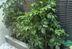 Nhà phố Đông Thạnh 92m² lô góc - Sống tiện nghi, kinh doanh đỉnh... Bán nhà mặt phố tại Đông Thạnh, Hồ Chí Minh 05