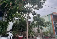 Đất Mặt Tiền KD Đường 10M TL19, Q12 –Ngay Chợ Cầu Đồng, Gần 60M², Đất Thổ Cư 💸 chỉ 5,5tỷ... Bán đất tại An Phú Đông, Hồ Chí Minh 04