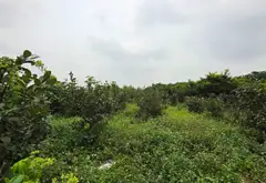 BÁN 1032M ĐẤT GIÁ HƠN 1 TỶ TẠI THUẬN AN GIA LÂM HÀ NỘI... Bán đất tại Thuận An, Hà Nội 03